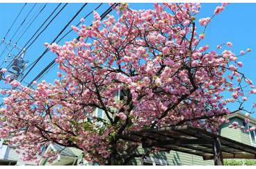 春満開！桜の中のお散歩