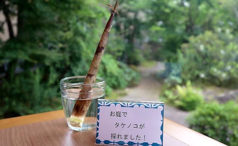 たけのこの収穫