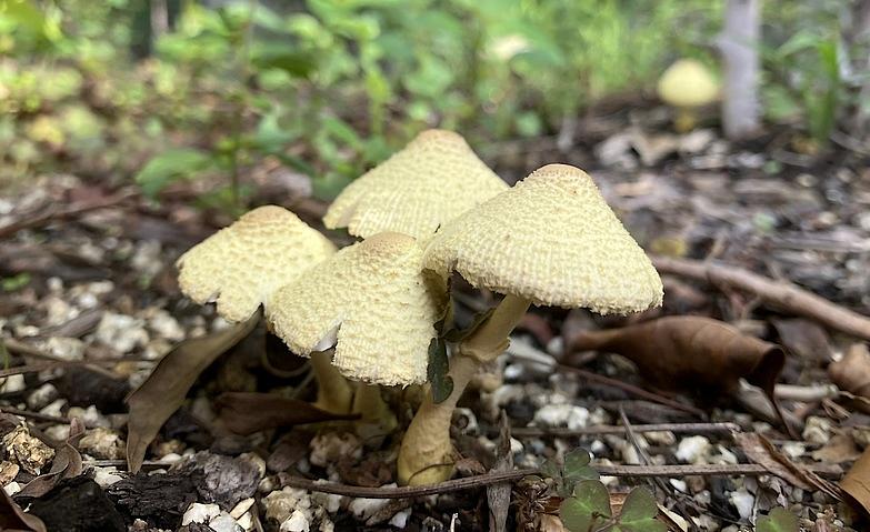 植栽に見つけた小さな発見