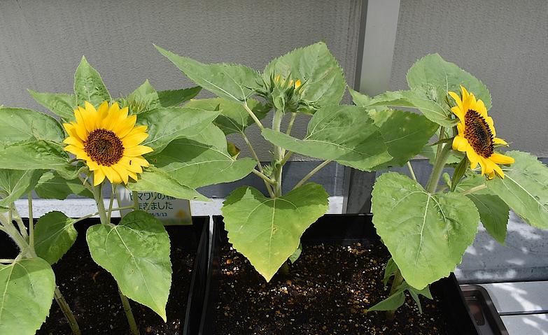 待ちに待ったヒマワリの開花