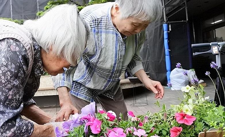 お花、色とりどり