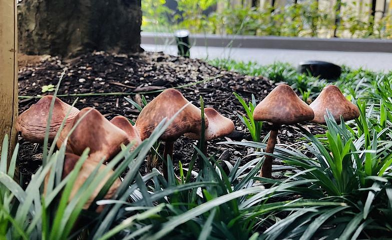 きのこが生えました