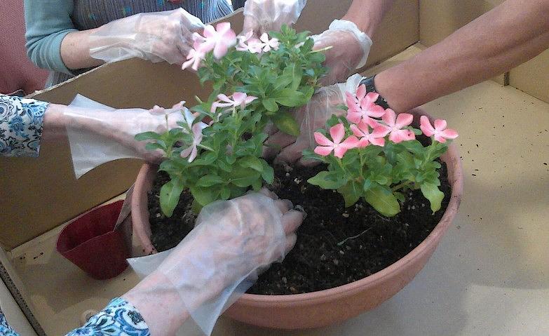 花の入れ替え～暑さに負けず～