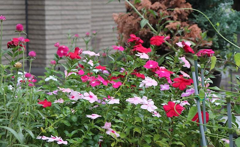 ～「アリア上井草」の花々～