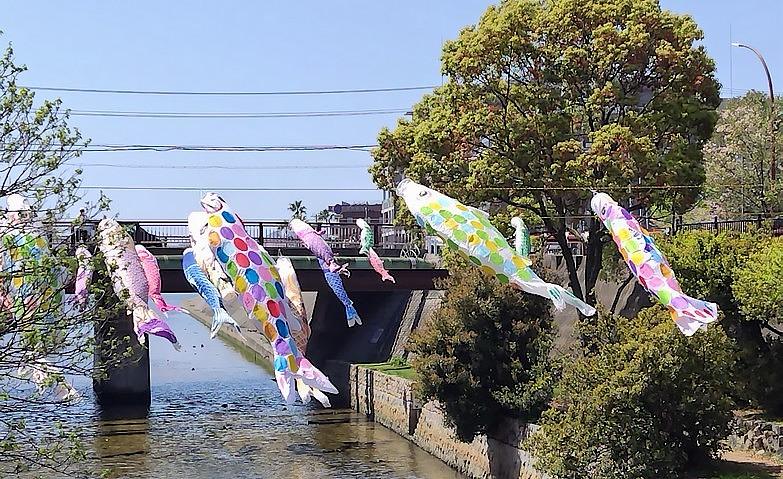 毎年恒例！夙川を元気よく泳ぐこいのぼりです！