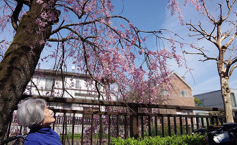 枝垂れ桜を見に行こう！			