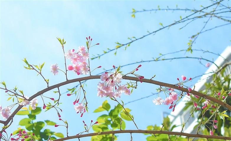 春うらら