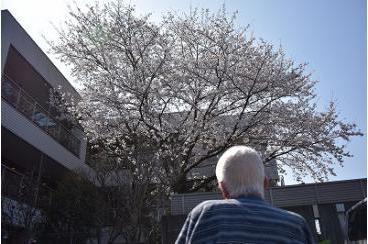桜の季節