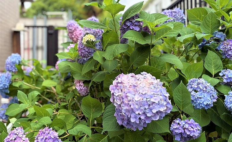 アジサイが咲きました