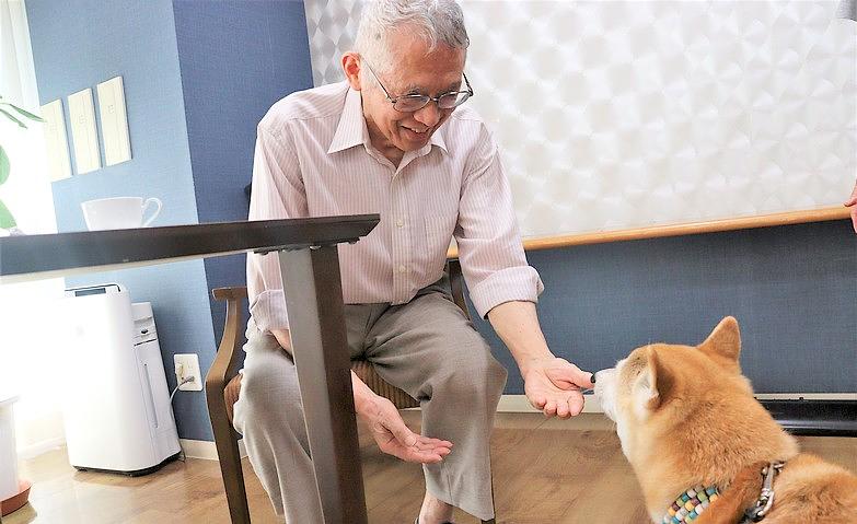 柴犬とのふれあい