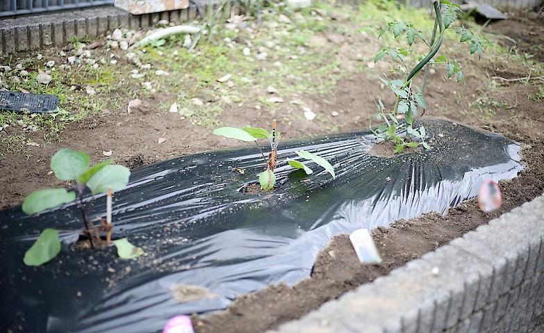 夏野菜の苗を植えました！