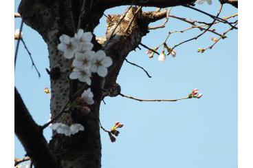 中庭の桜が咲き始めました画像3