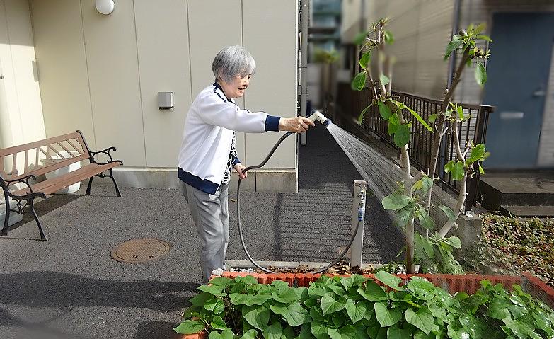 サツマイモ、元気に育ってます！		