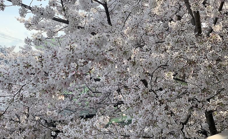 春爛漫、満開のソメイヨシノ