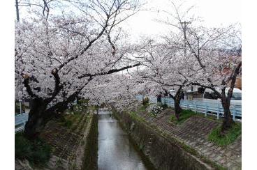 山崎川の桜を見ながら画像1