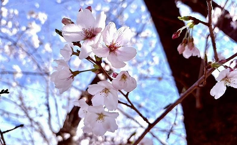 今年も満開に