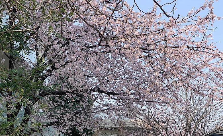 満開の「あたみ桜」