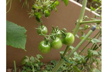 トマトの成長画像1