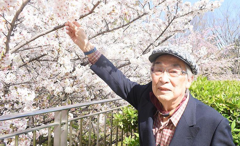 お花見～満開の桜～