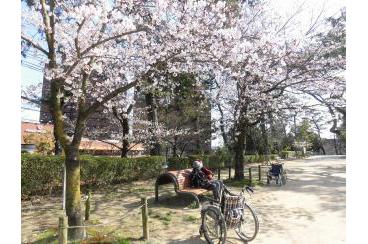 近隣への散歩（桜を見に行きました）画像1