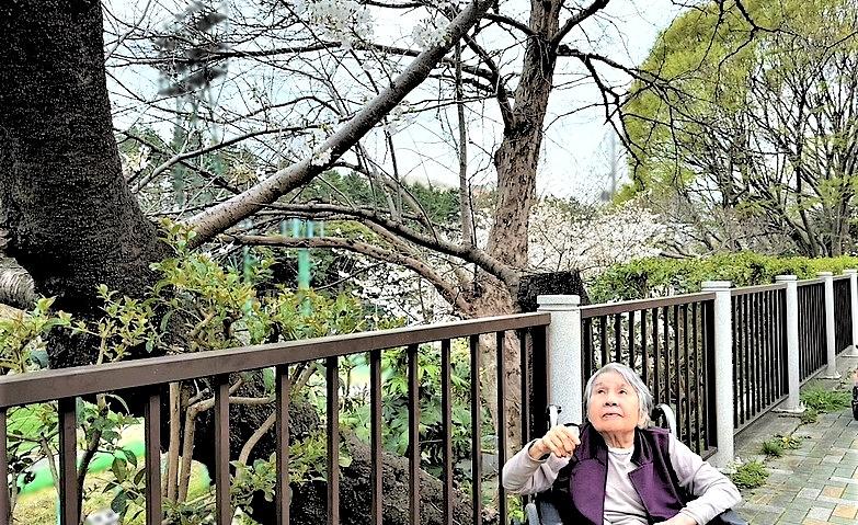 お花見散歩
