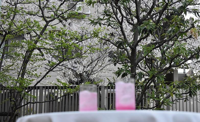今宵、桜を愛でながら桜色カクテルです