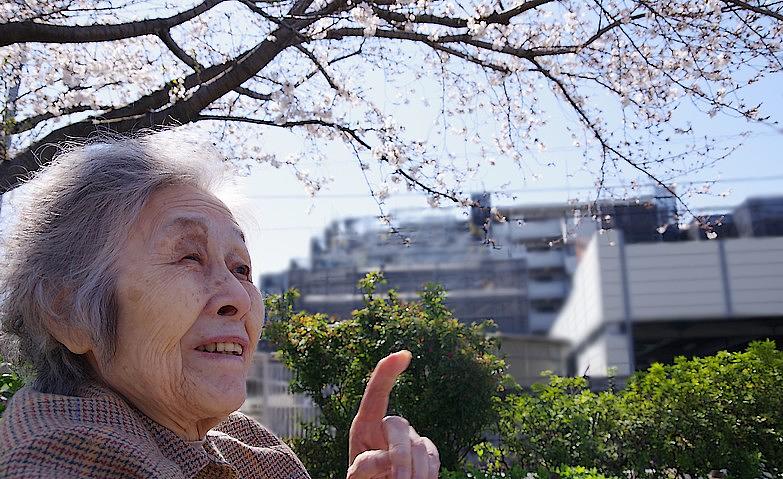 桜の季節