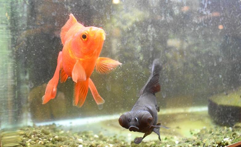 癒しのアイドル