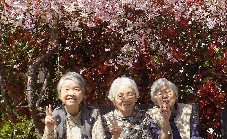 しだれ桜が見頃を迎えました！