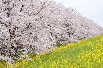 熊谷桜堤					