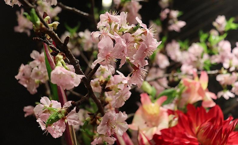 ひと足早いお花見気分