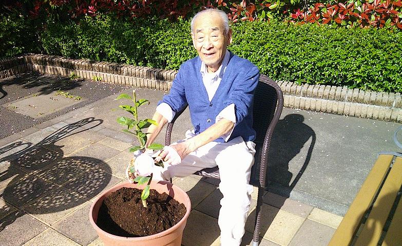 レモンの苗植え
