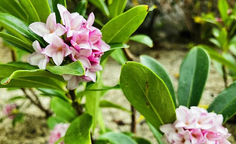 沈丁花（ジンチョウゲ）のお花が咲きました