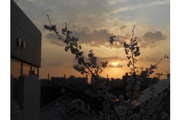 夜桜まつり画像7