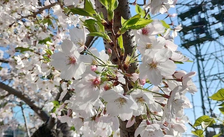 新年度の始まり
