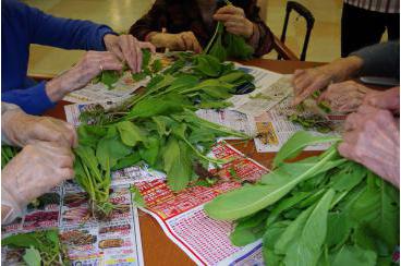 小松菜と水菜の収穫画像6