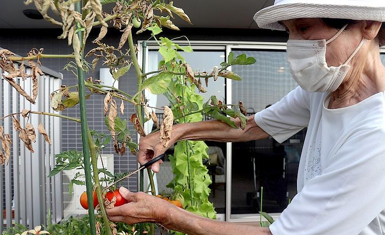 大切に育てた野菜