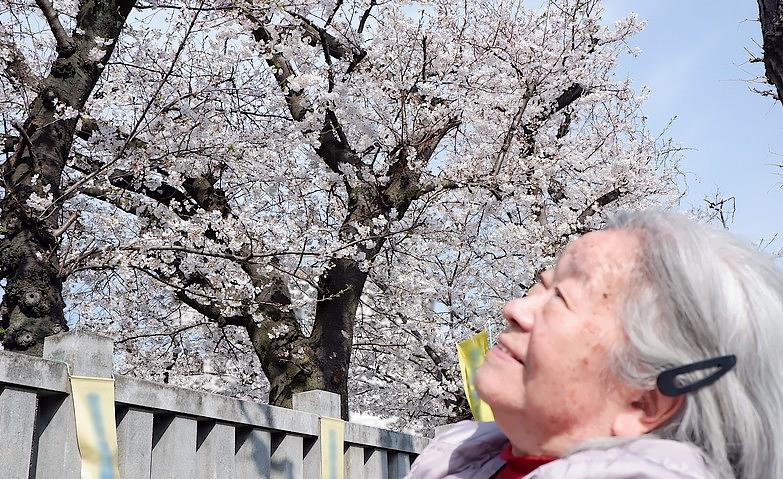 今年も桜を眺めながら