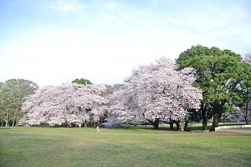 砧公園