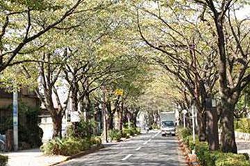 葛飾区役所の桜並木