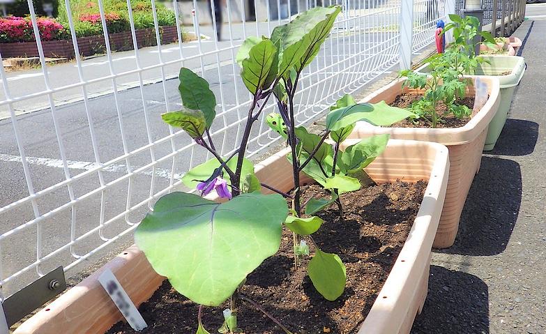 夏野菜クラブ始動！