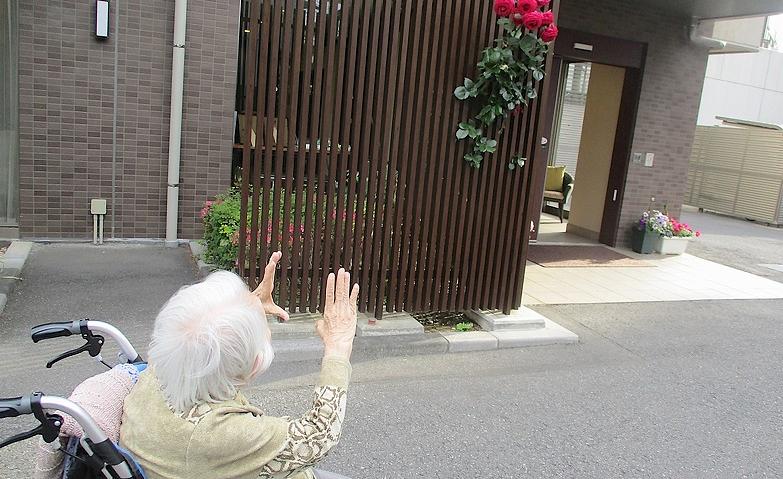 バラが咲いた！