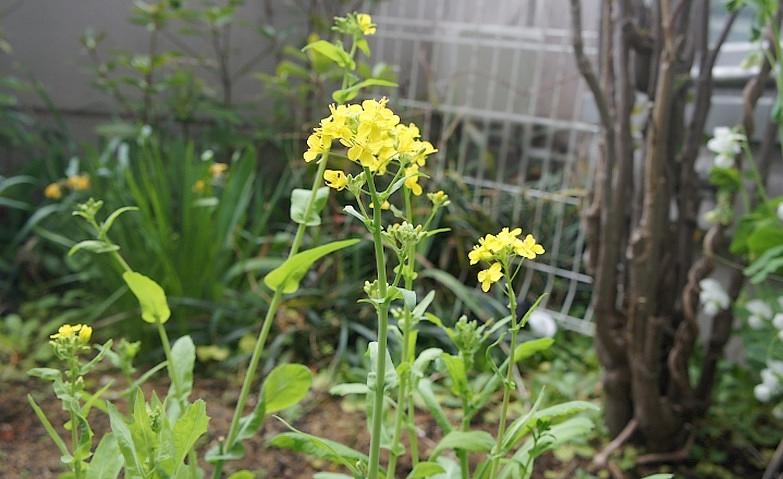 菜の花
