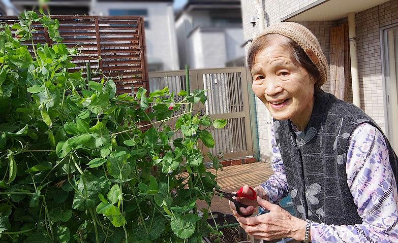 「わたしが採ります」			