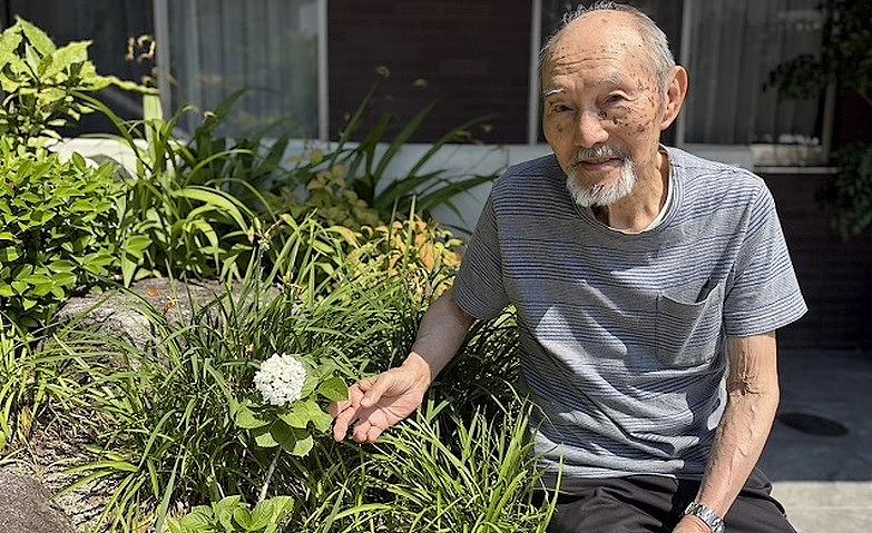 咲いたアジサイに再会！うれしい発見のひとコマ