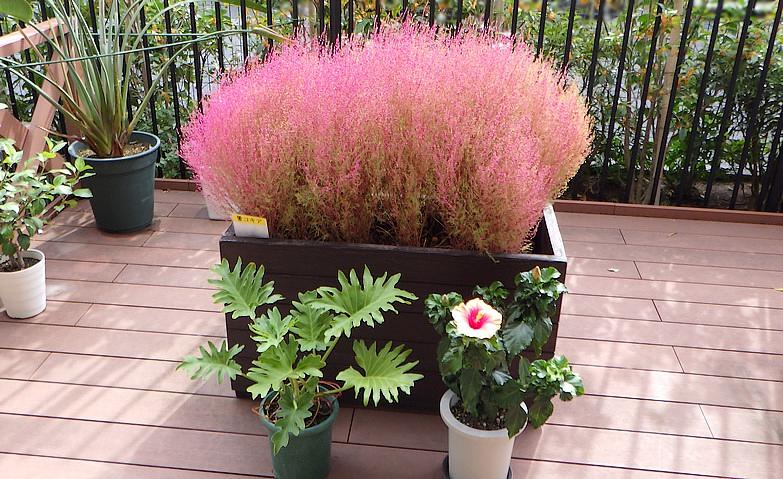 コキアが赤くなりました