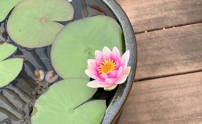 スイレンのお花