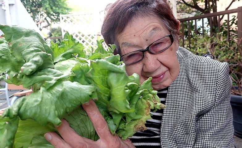 野菜の収穫