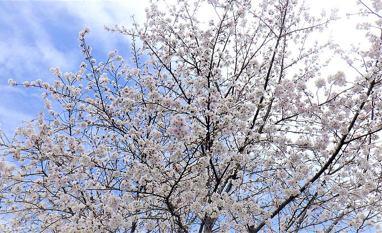青空に桜
