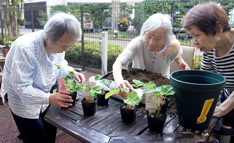 イチゴの植え付け